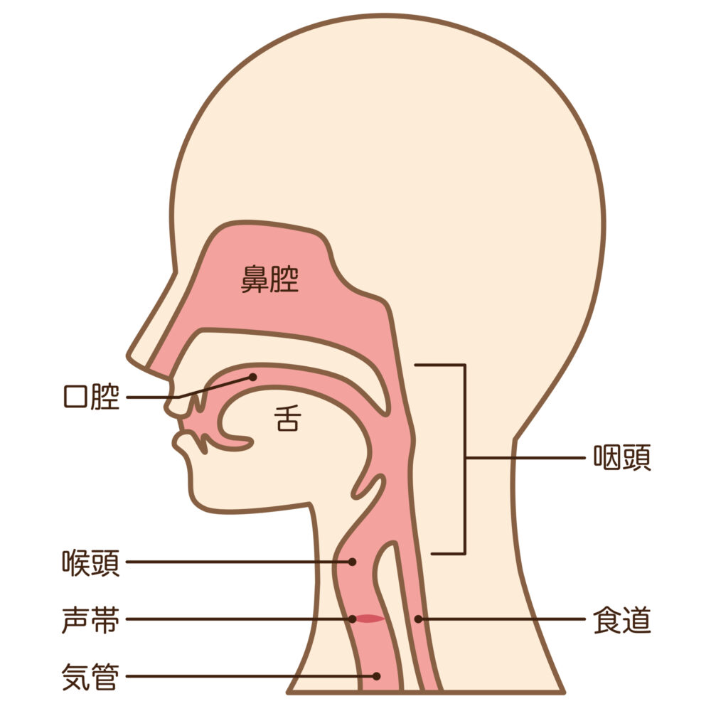 食道がんとは