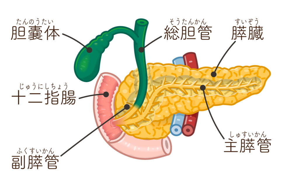 すい臓がんとは